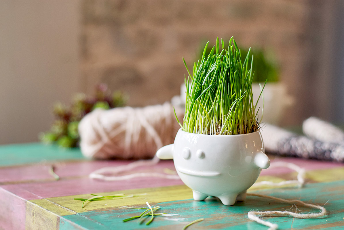 Набор для выращивания Eco Кру ЭКОЧЕЛОВЕКИ 8003 - Вид №1