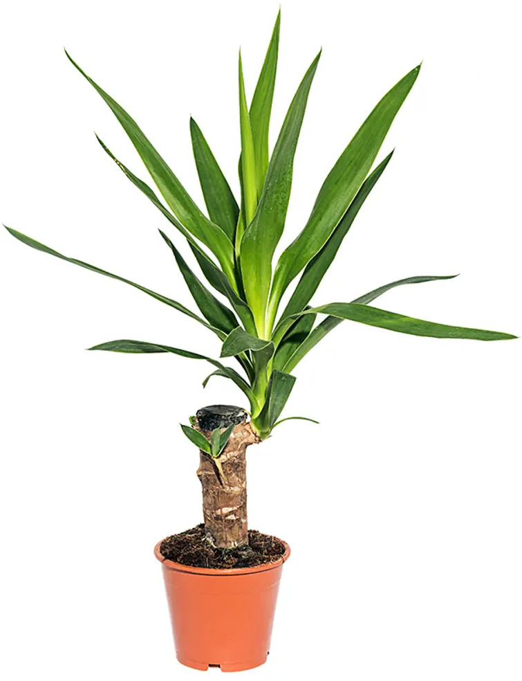 Santreyd Юкка Штамп - вечнозеленая пальма для интерьера 13534319