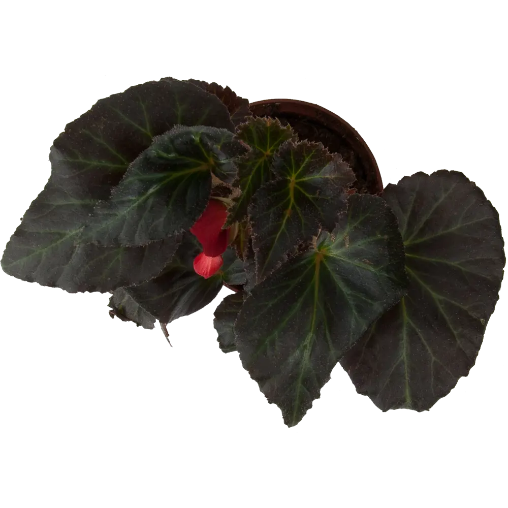 Santreyd Бегония вечнозеленая - компактный многолетник с круглогодичным цветением 82560401 STLM-0029936 - Вид №1