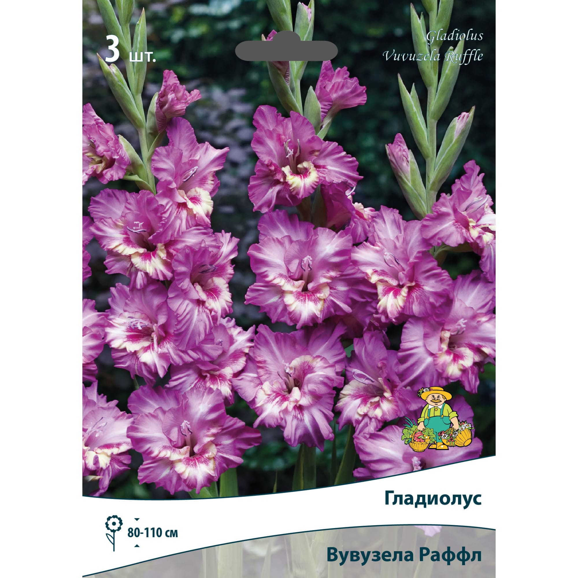 83596573 Гладиолус гофрированный Вувузела Раффл луковица 10/12 Santreyd 