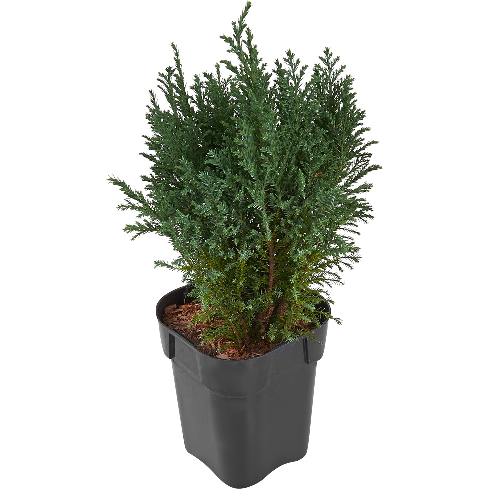 82176395 Кипарисовик Лавсона «Элвуди» 1 л 20-30 см Santreyd 