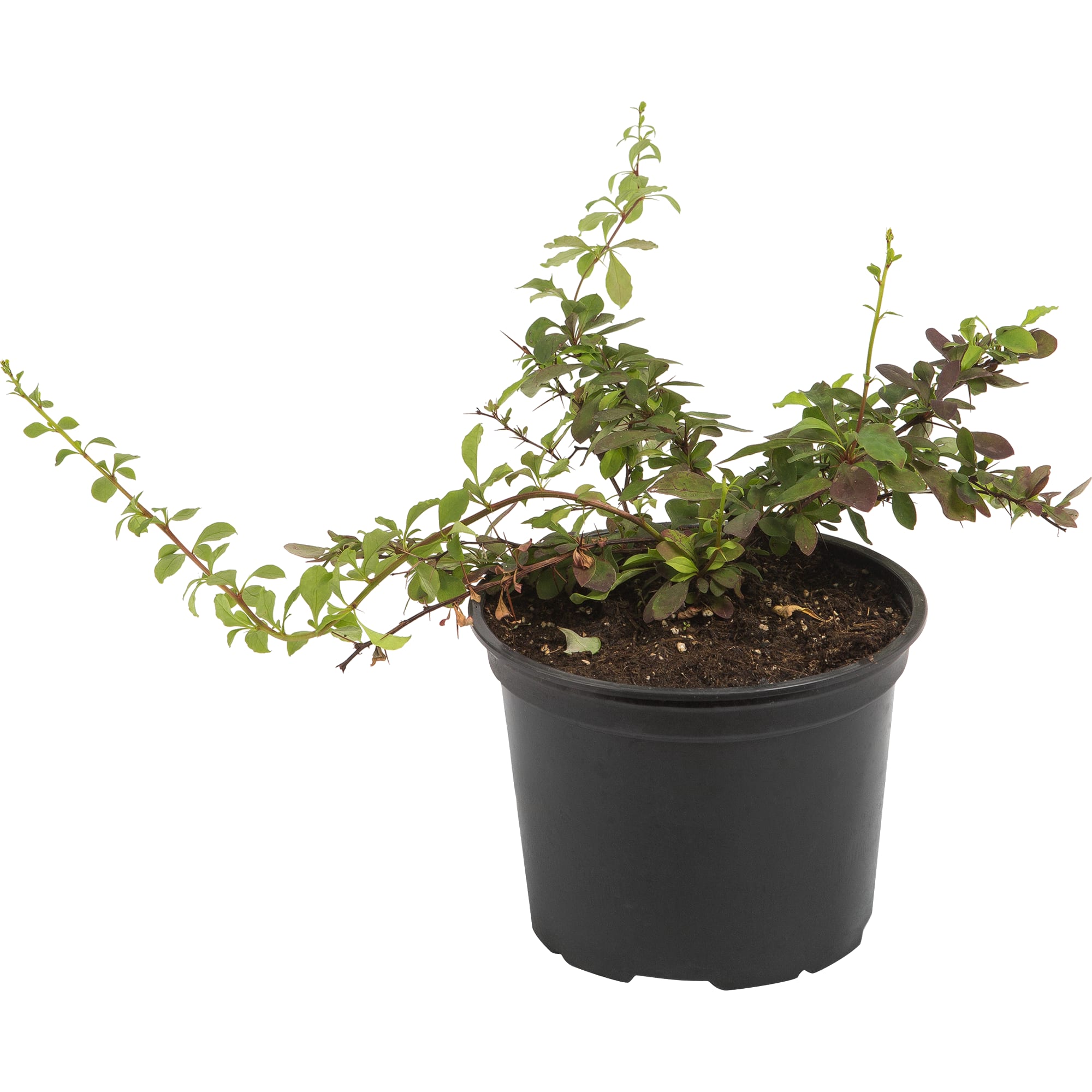 82585360 Барбарис Тунберга «Коронита» 17x20 см Santreyd 