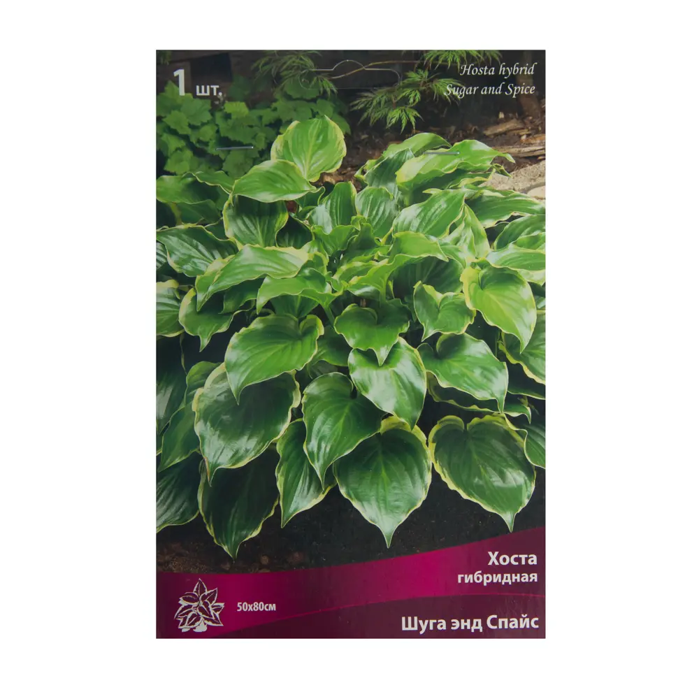 Хоста гибридная «Шуга энд Спайс» 17981319 STLM-2068596 Santreyd 