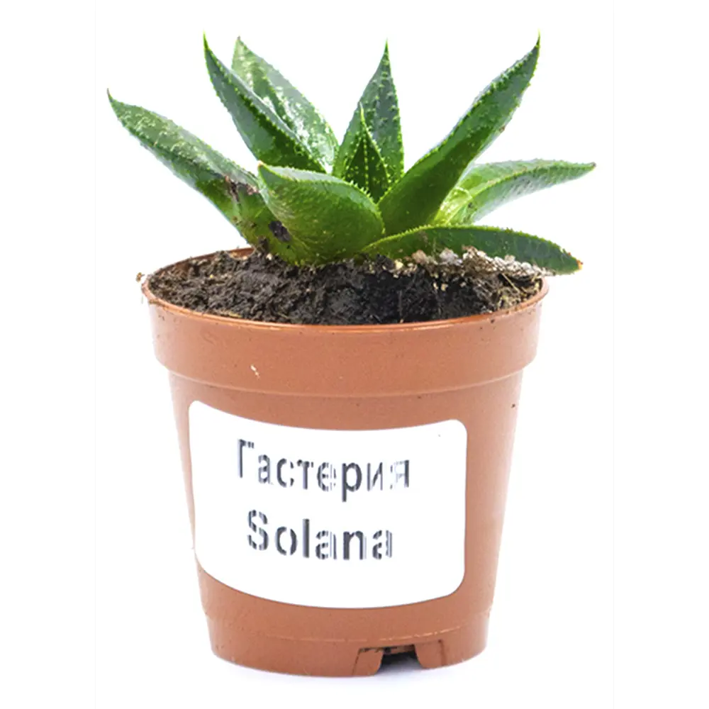 Гастерия Микс в горшке ø5.5 см - суккулент для интерьера 89437872 Santreyd STLM-1579467