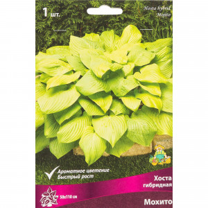 82319599 Хоста гибридная «Мохито», размер луковицы I