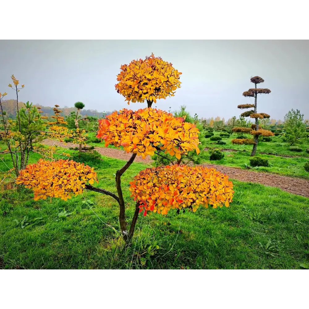 Боярышник Слива Ниваки ø200 - 225 h200 - 225 см Santreyd STLM-2188009 - Вид №1