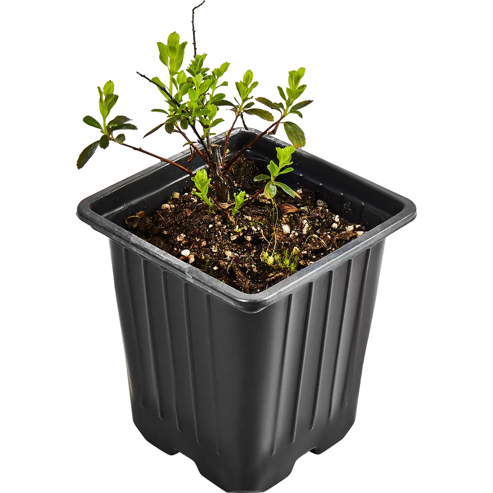 Santreyd Спирея ниппонская Сноумаунд - пышный цветущий кустарник 89364979 STLM-0965541