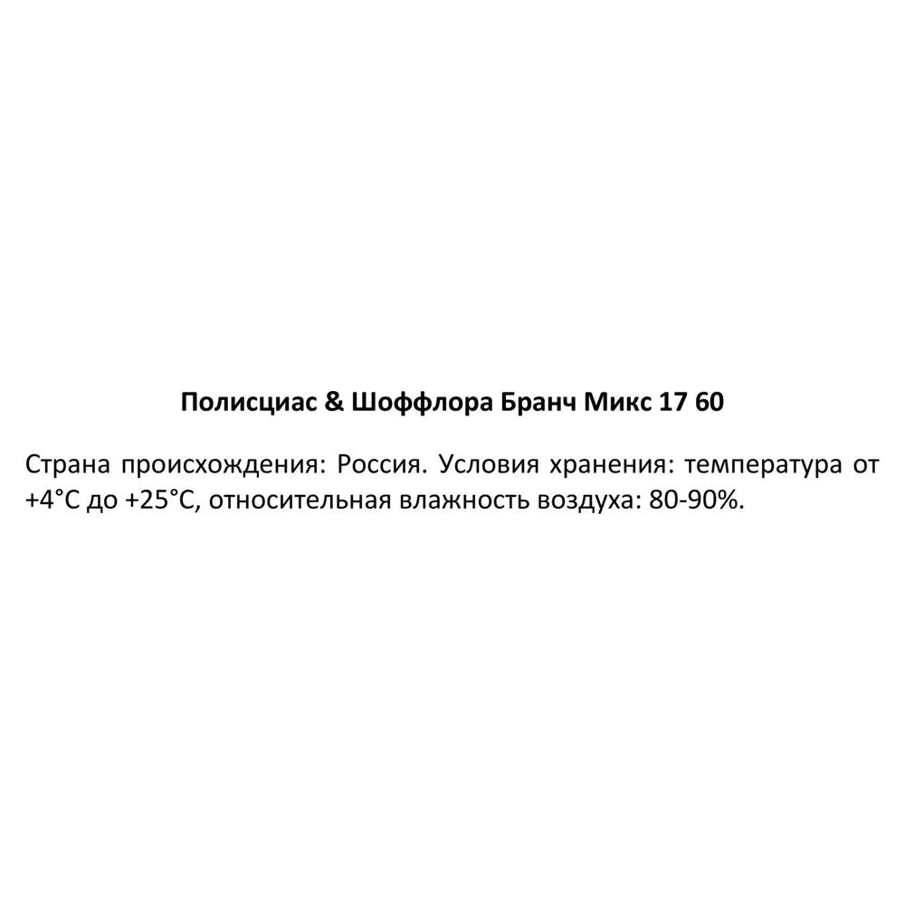 Santreyd Полисциас Шеффлера - изящное комнатное растение с декоративной листвой 85324952 STLM-0061518 - Вид №3
