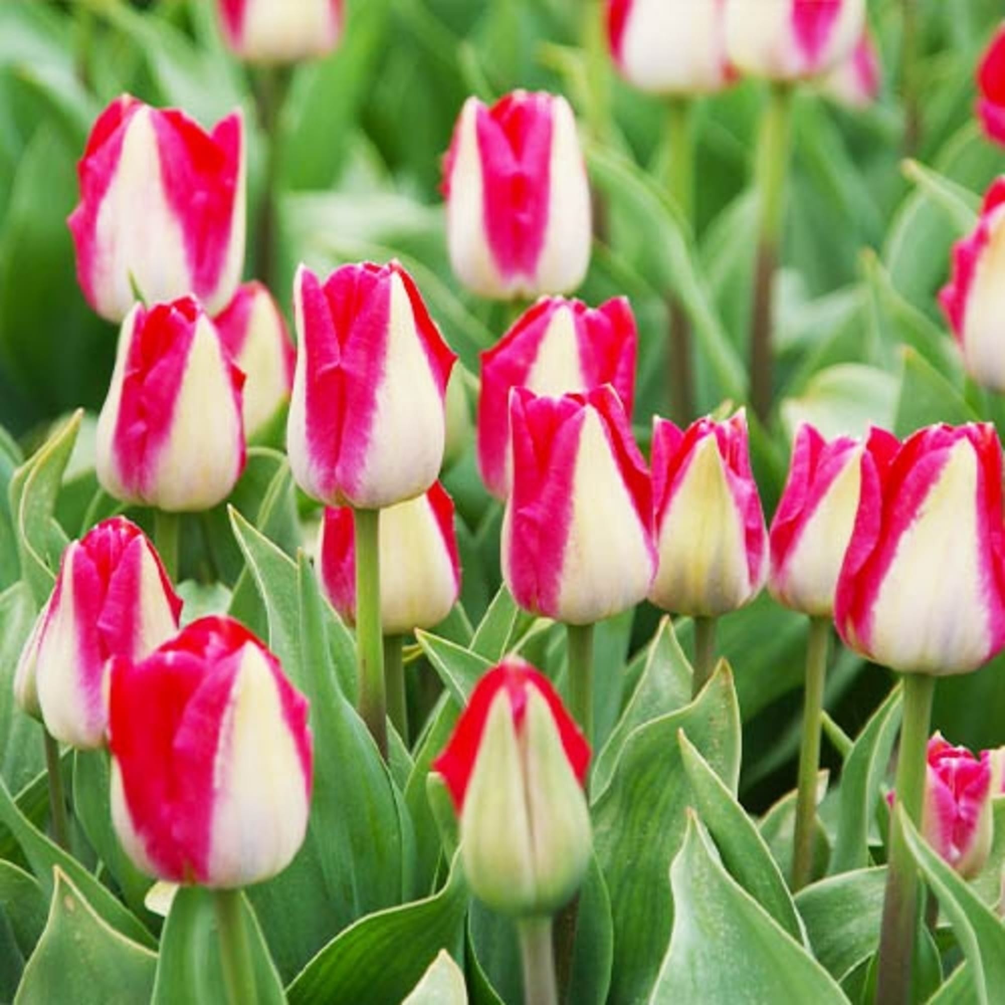 89078521 Тюльпан Триумф Киссабл луковица 12/, 7 шт Santreyd 