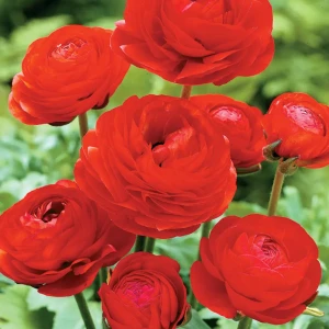 Ранункулюс «Red», 5х6 см 13489829 STLM-2167819