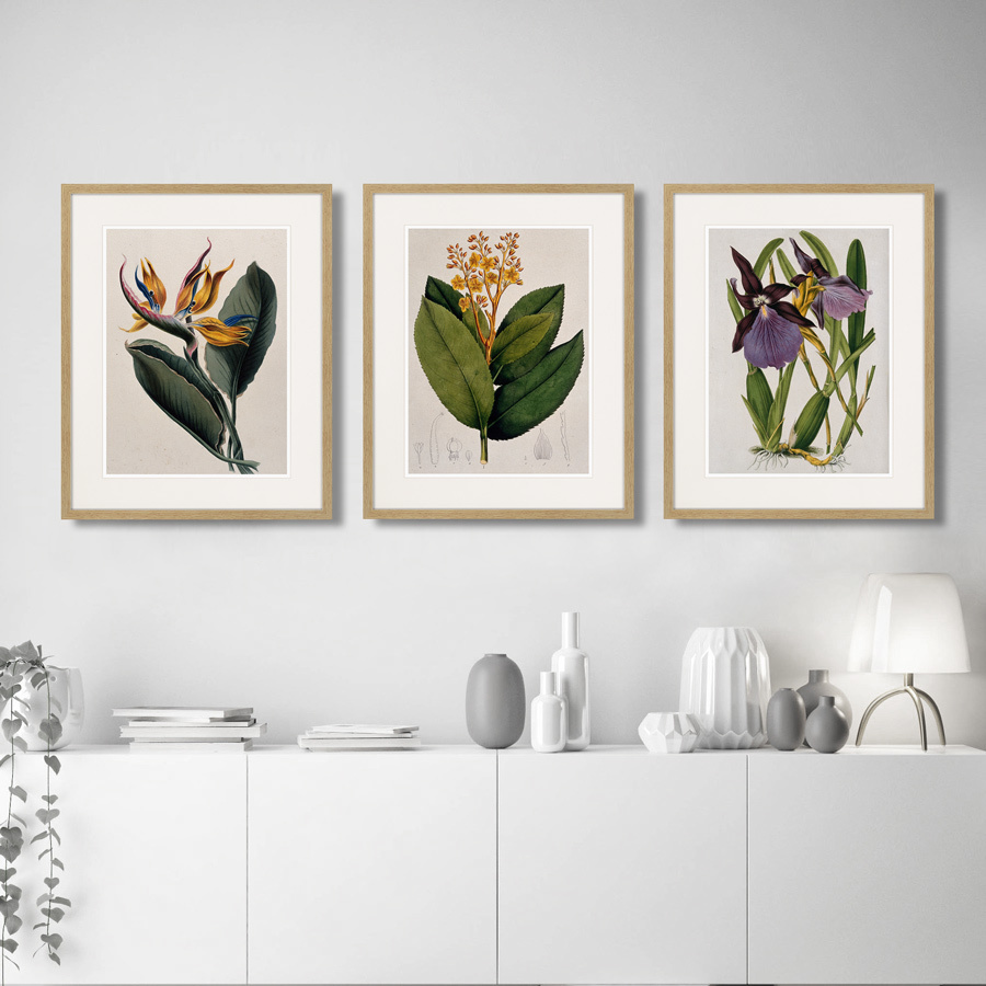 Картина в раме 52х42 см Exotic plants of the world №10, 1815г. КАРТИНЫ В КВАРТИРУ  264356 Зеленый;фиолетовый;разноцветный  - Вид №2