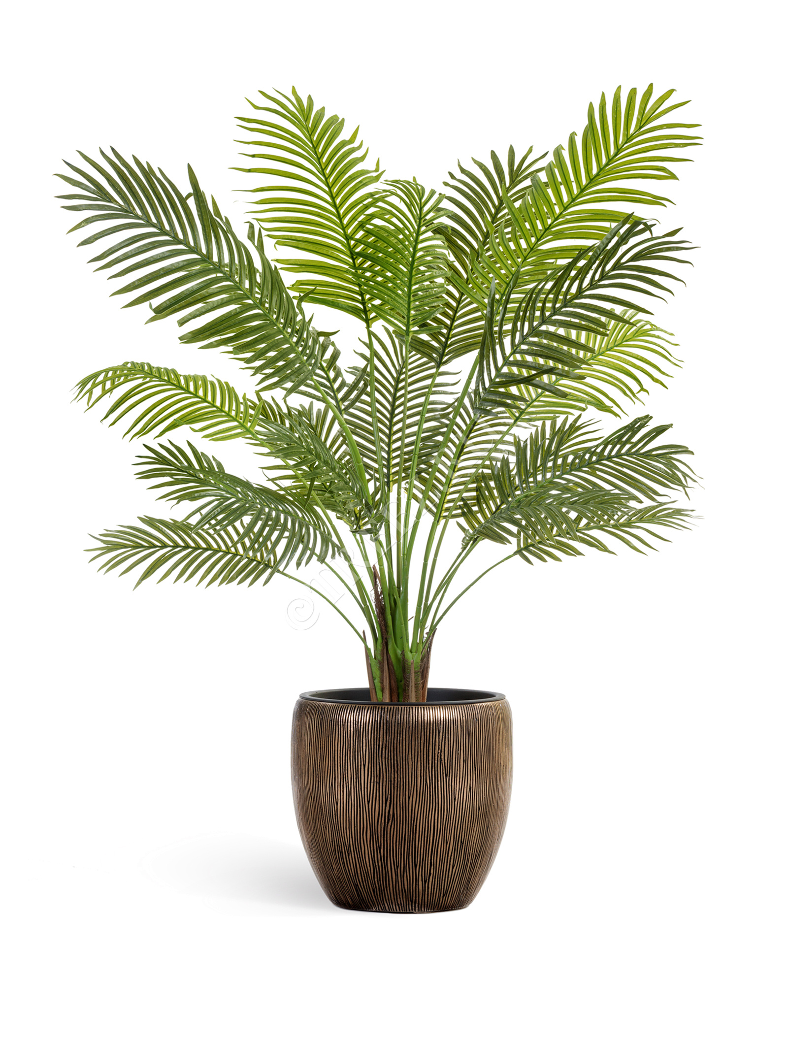 10.11924N Пальма Арека Литл Цветочная коллекция  - Вид №3