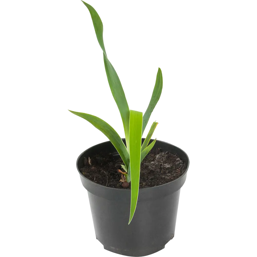 Ирис германский «Оранж Шариот» 15x75 см 82625233 STLM-2073336 PLANTMARKET 