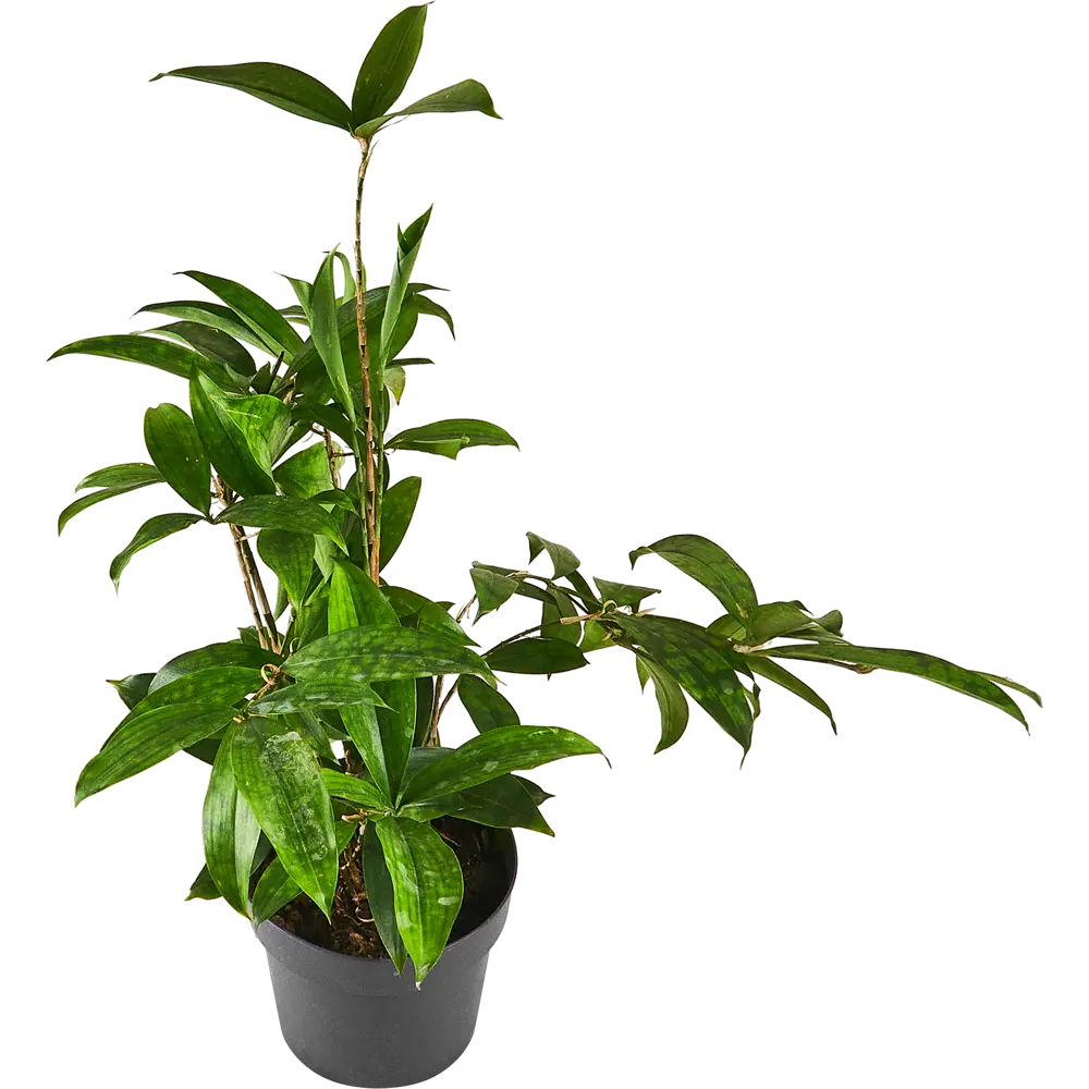 Santreyd Драцена Суркулоза - вечнозеленый кустарник для интерьера 87959808 STLM-0076384 - Вид №1