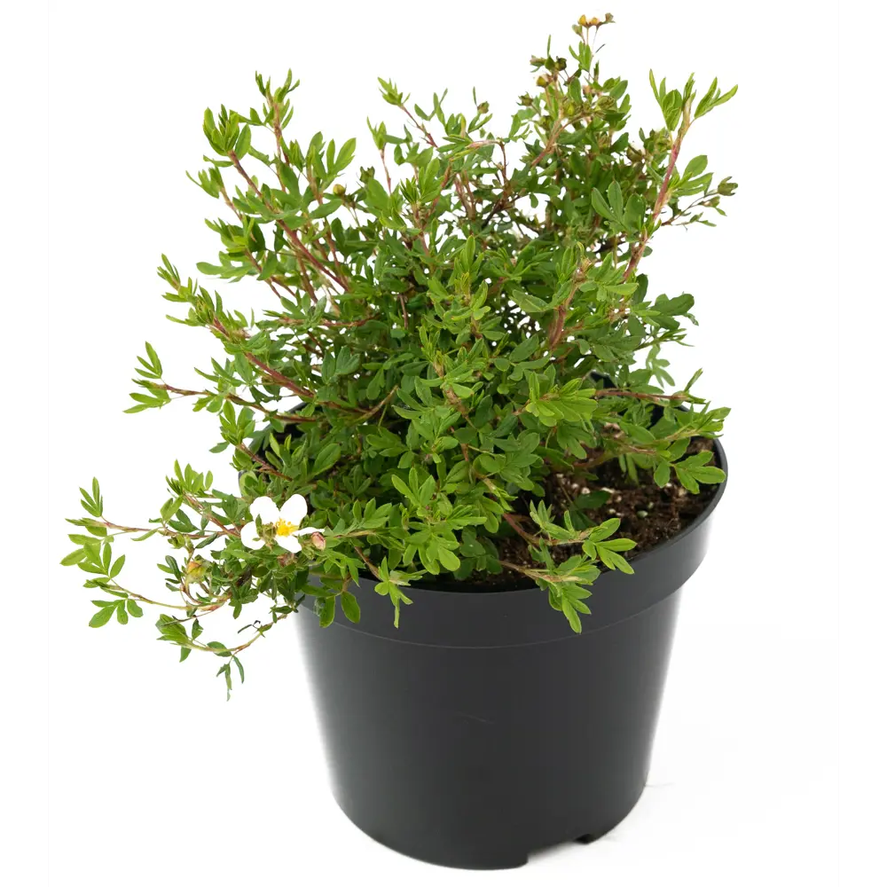 Лапчатка Abbotswood от Santreyd - белоснежный кустарник для живых изгородей 84841623 STLM-0055909