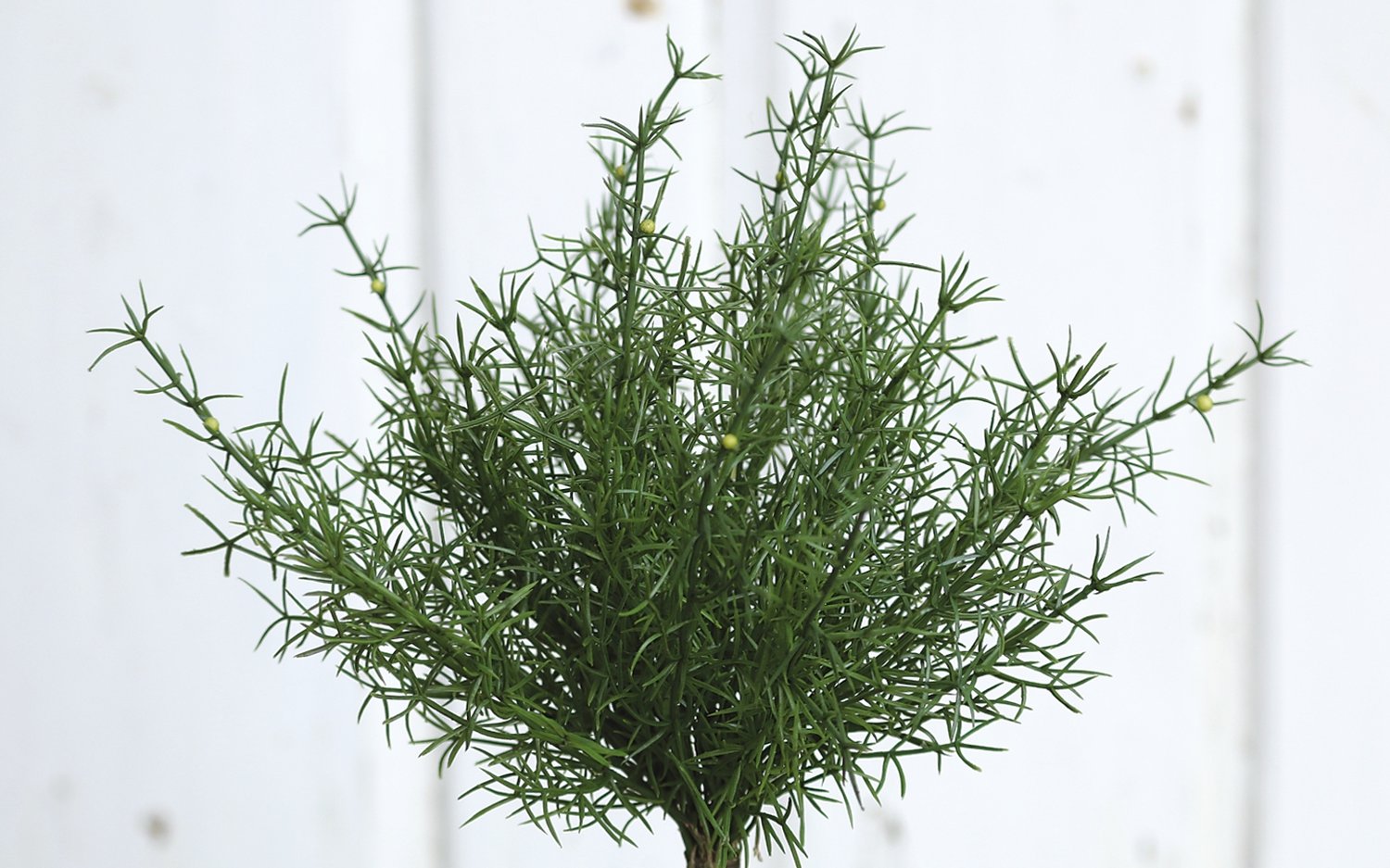 5200 883 a2 Шелковый куст папоротника спаржи, 25 см, зеленый H-andreas 