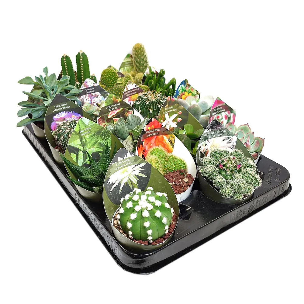 Santreyd Микс кактусов и суккулентов в горшке 88477123 STLM-0077753