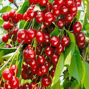 Вишня Любская пакет 89465400 STLM-2056621