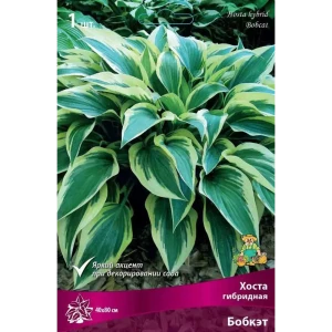 Santreyd Хоста Бобкэт - декоративный многолетник с золотистой каймой 83597619