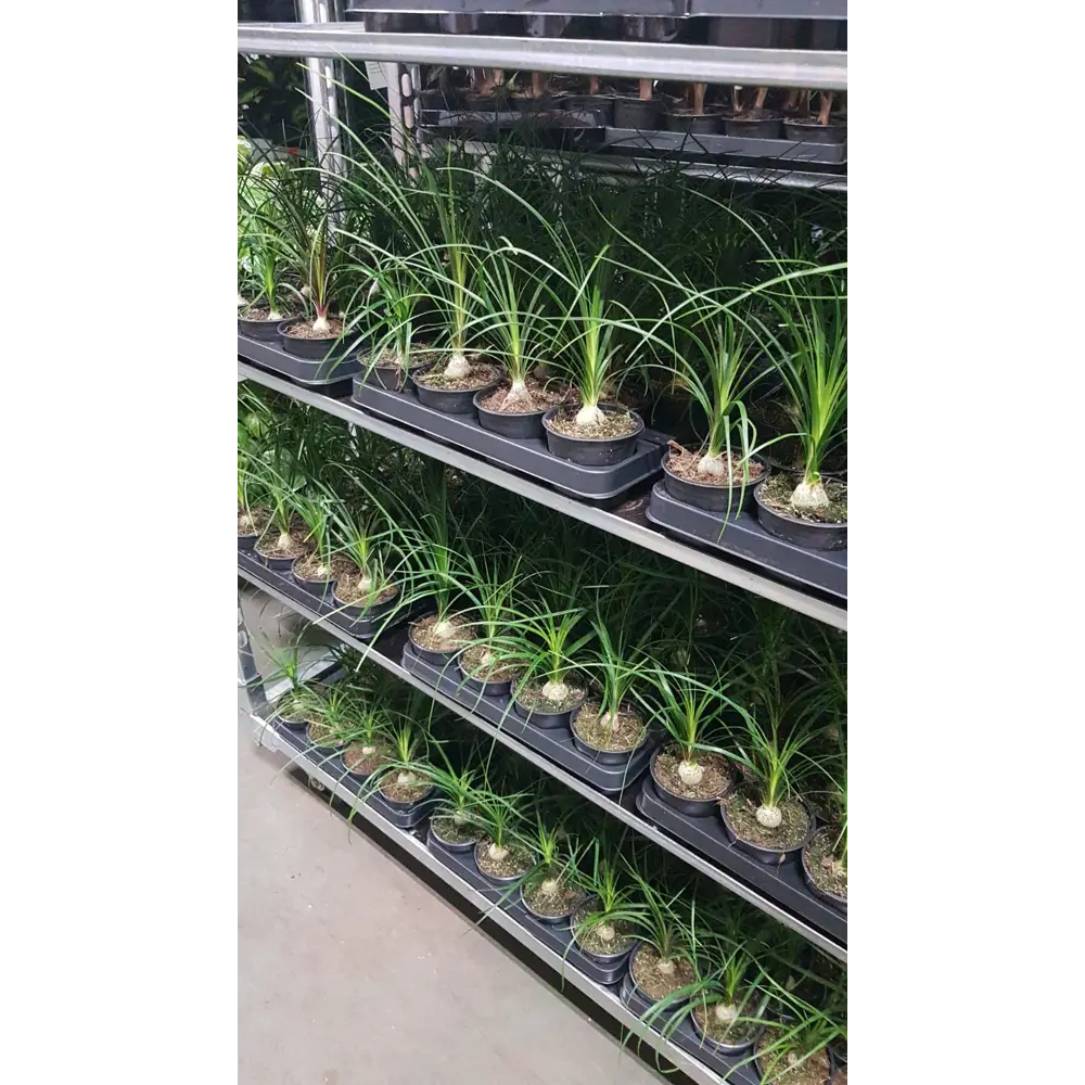 Santreyd Нолина — мексиканская пальма для стильного интерьера 89351061 STLM-0950928 - Вид №1