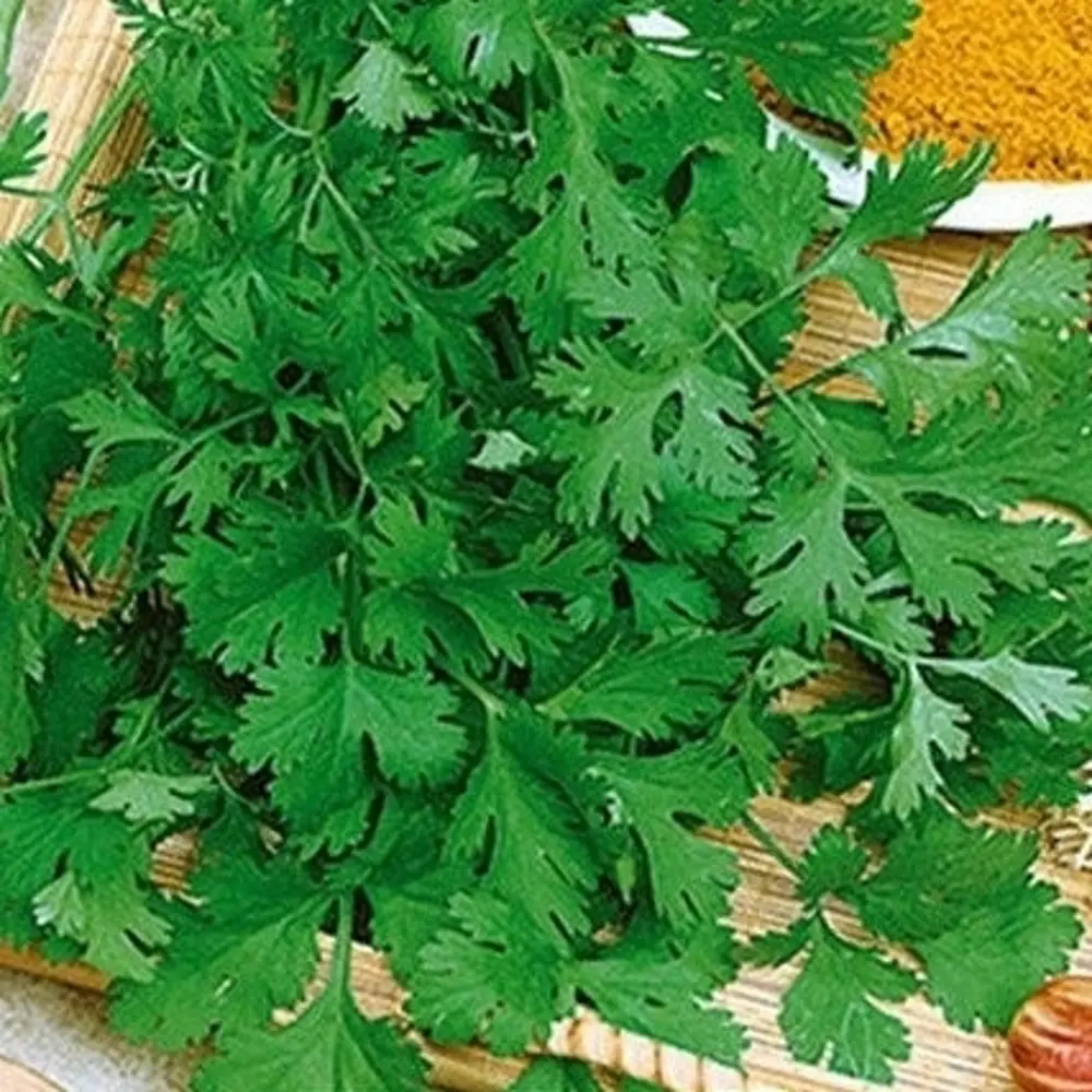 САДОК Кориандр Прелесть - ароматная зелень для кулинарии 18580517