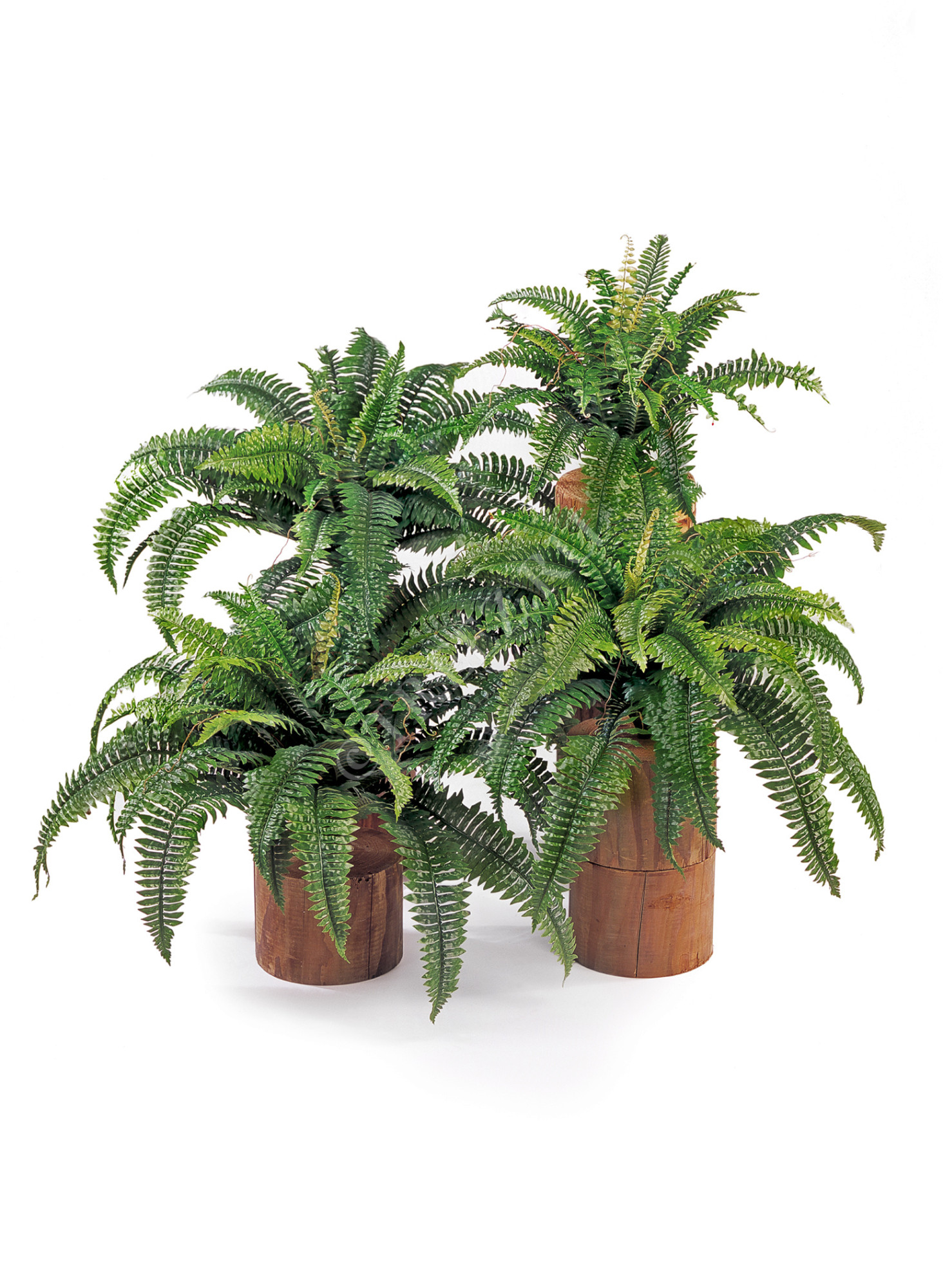 20.1321N Папоротник Бостон Цветочная коллекция 