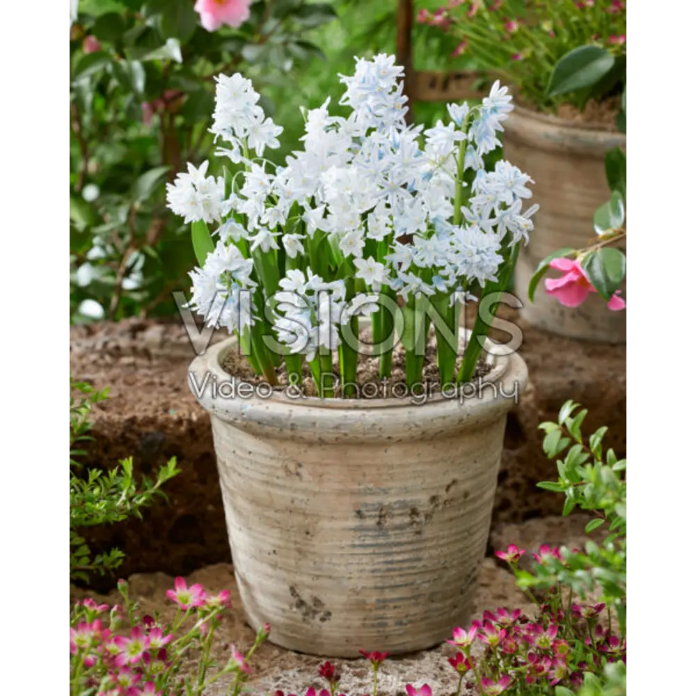 Santreyd Пушкиния Ливанская — луковицы для изысканного весеннего сада 89376786 STLM-1354176