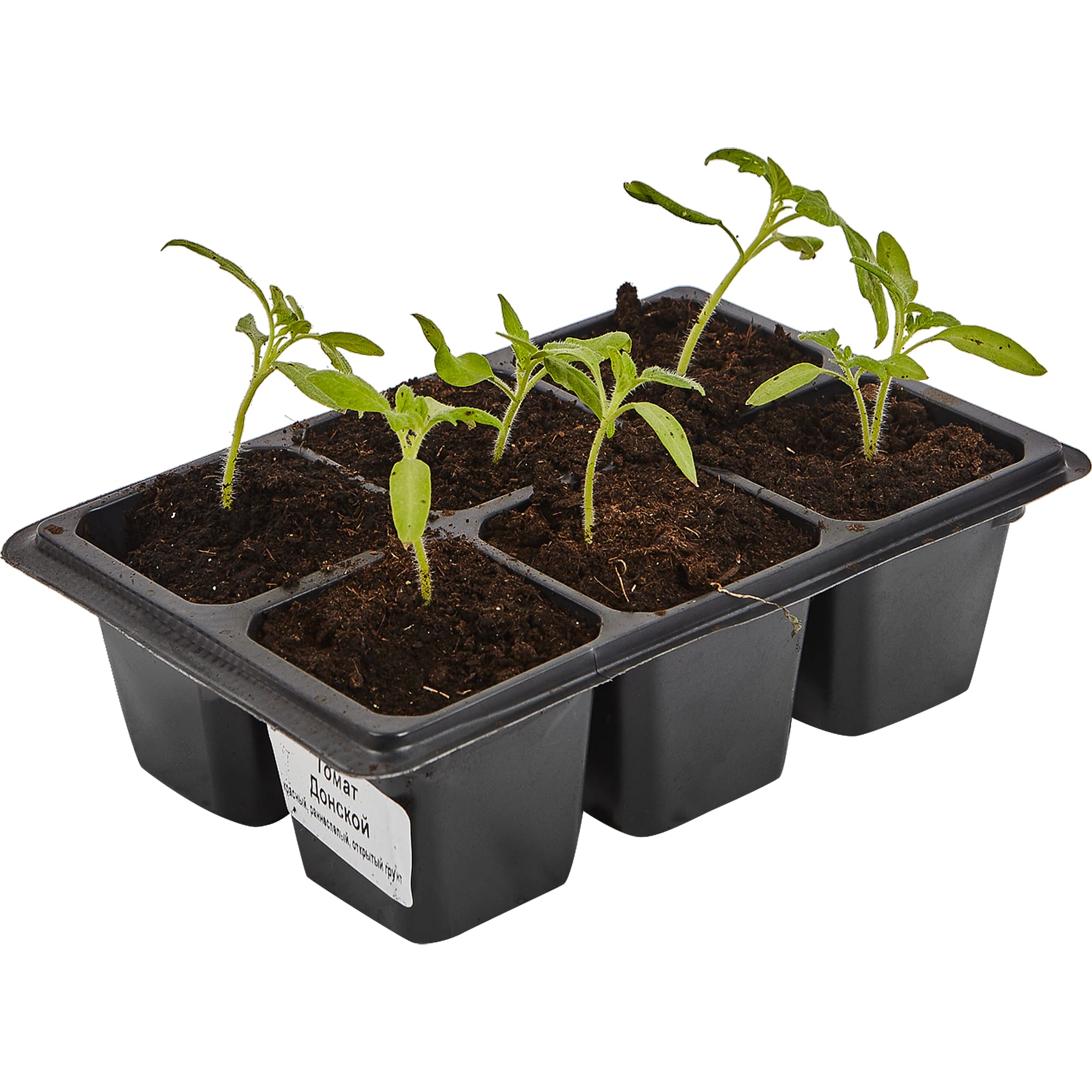 82585490 Томат в кассете, 6 шт Santreyd  - Вид №2