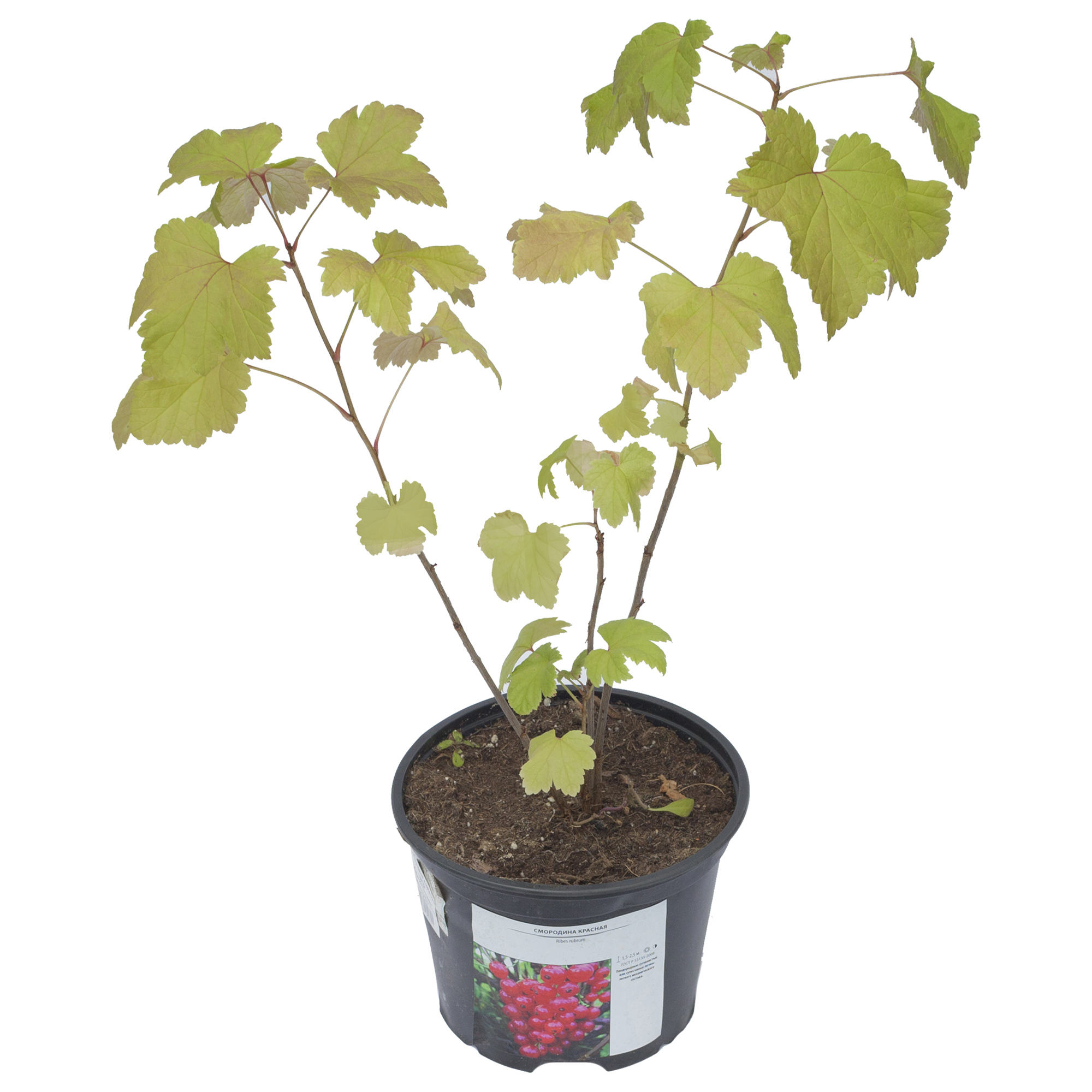 Саженец красной смородины Santreyd - среднепоздний сорт с ароматными ягодами 17897424 STLM-0008953