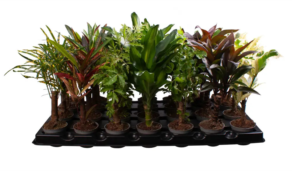 Кодиеум Кане микс Santreyd — яркий акцент для интерьера 89375007