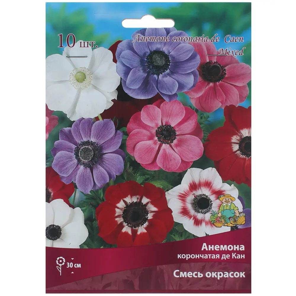 Анемона корончатая ПОИСК - изящный цветок для сада 82000158 STLM-0959253