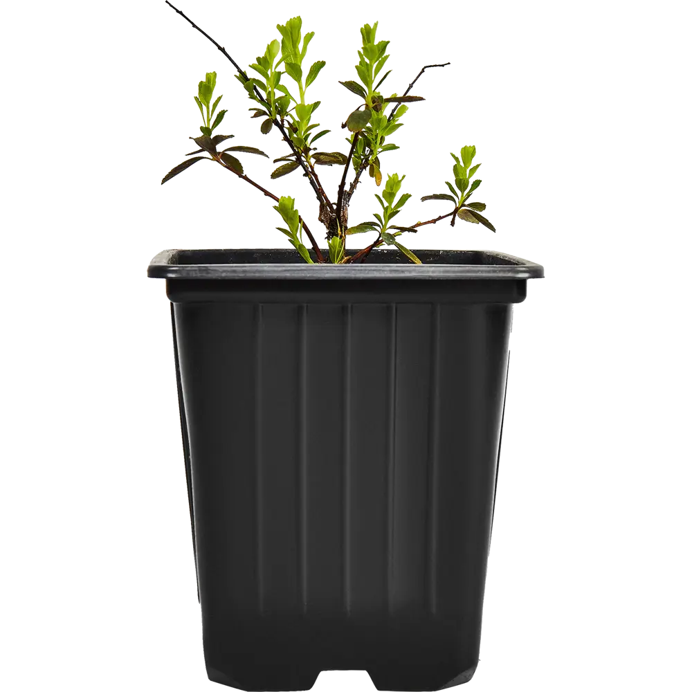 Santreyd Спирея ниппонская Сноумаунд - пышный цветущий кустарник 89364979 STLM-0965541 - Вид №1