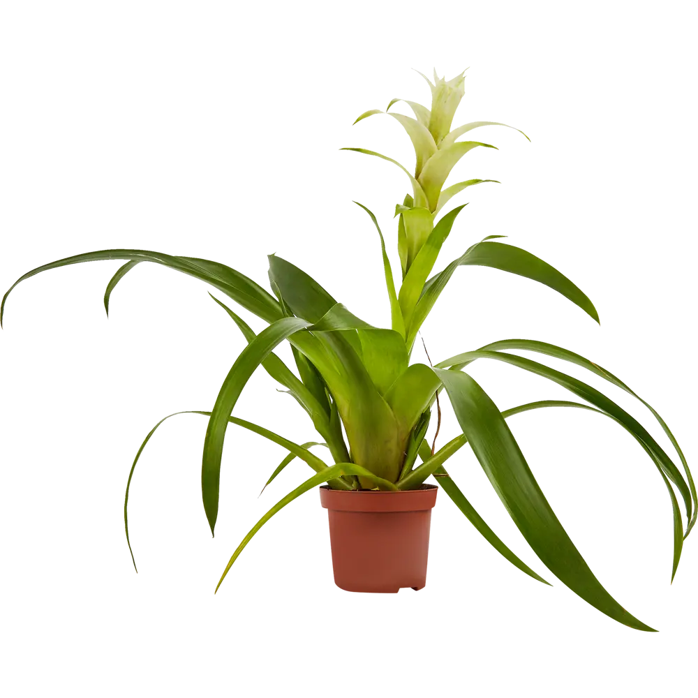 Santreyd Бромелия — экзотическое украшение интерьера 85324978 STLM-0061537