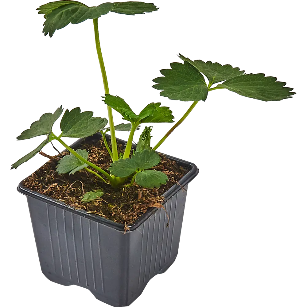 Саженцы земляники Луч Вира от Santreyd — богатый урожай в вашем саду 83597588 STLM-0956303