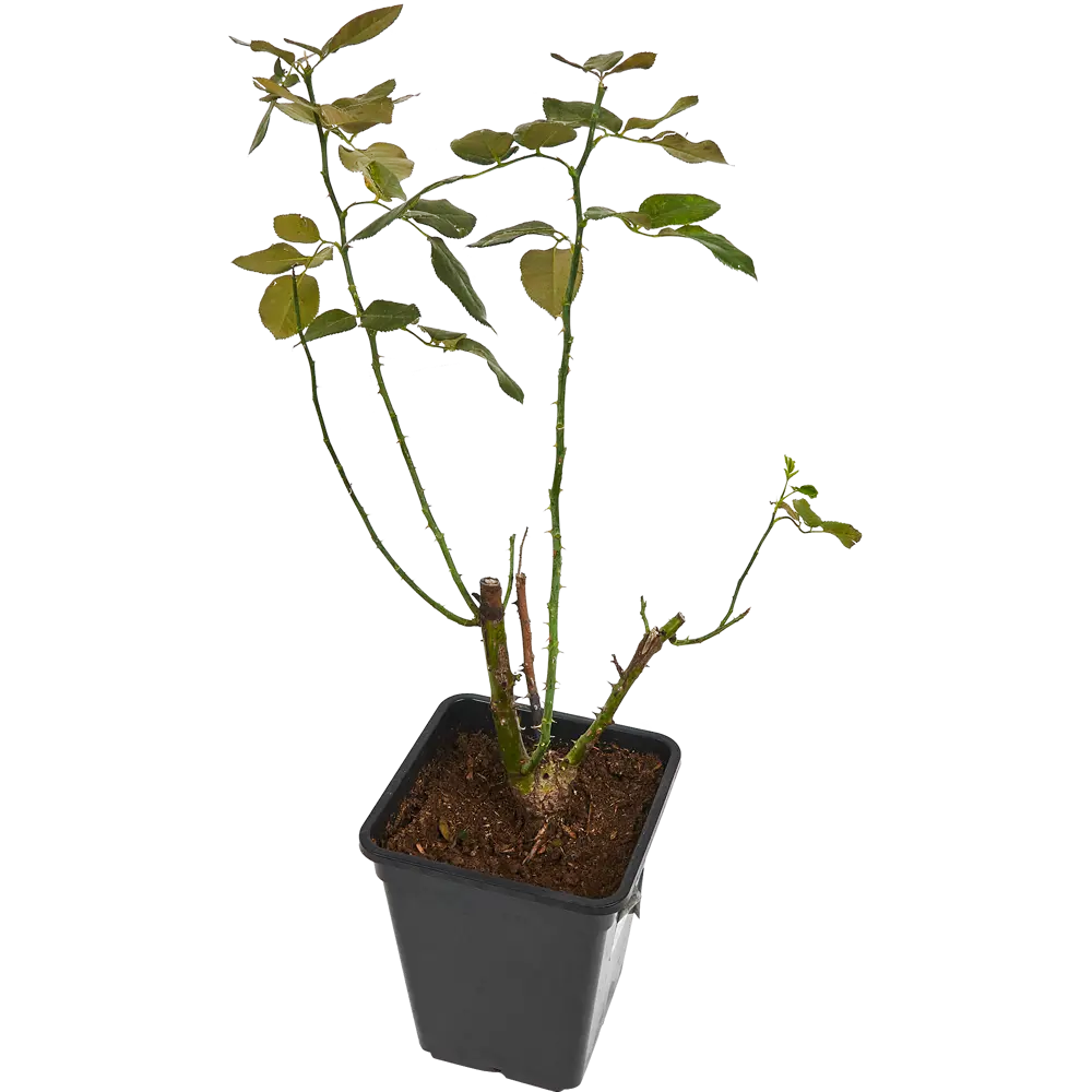 Santreyd Роза горшечная многократного цветения 83273309 STLM-0040084