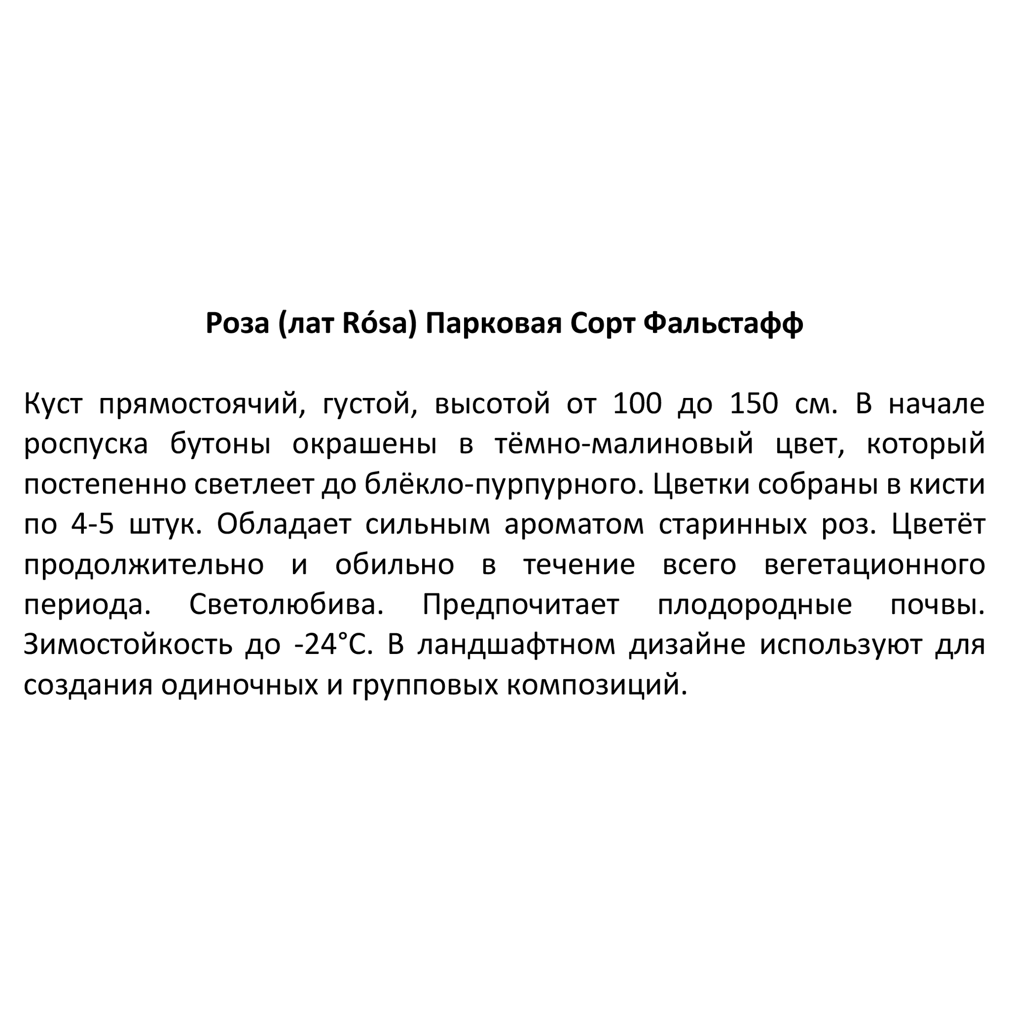Парковая роза Santreyd - многолетний цветущий кустарник с разноцветными бутонами 85589157 STLM-0064360 - Вид №3