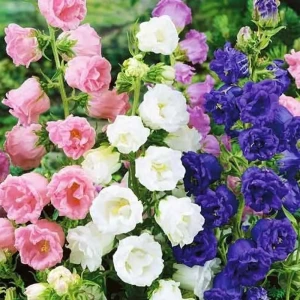 AGRONI Колокольчик средний - разноцветная смесь для сада 17250962