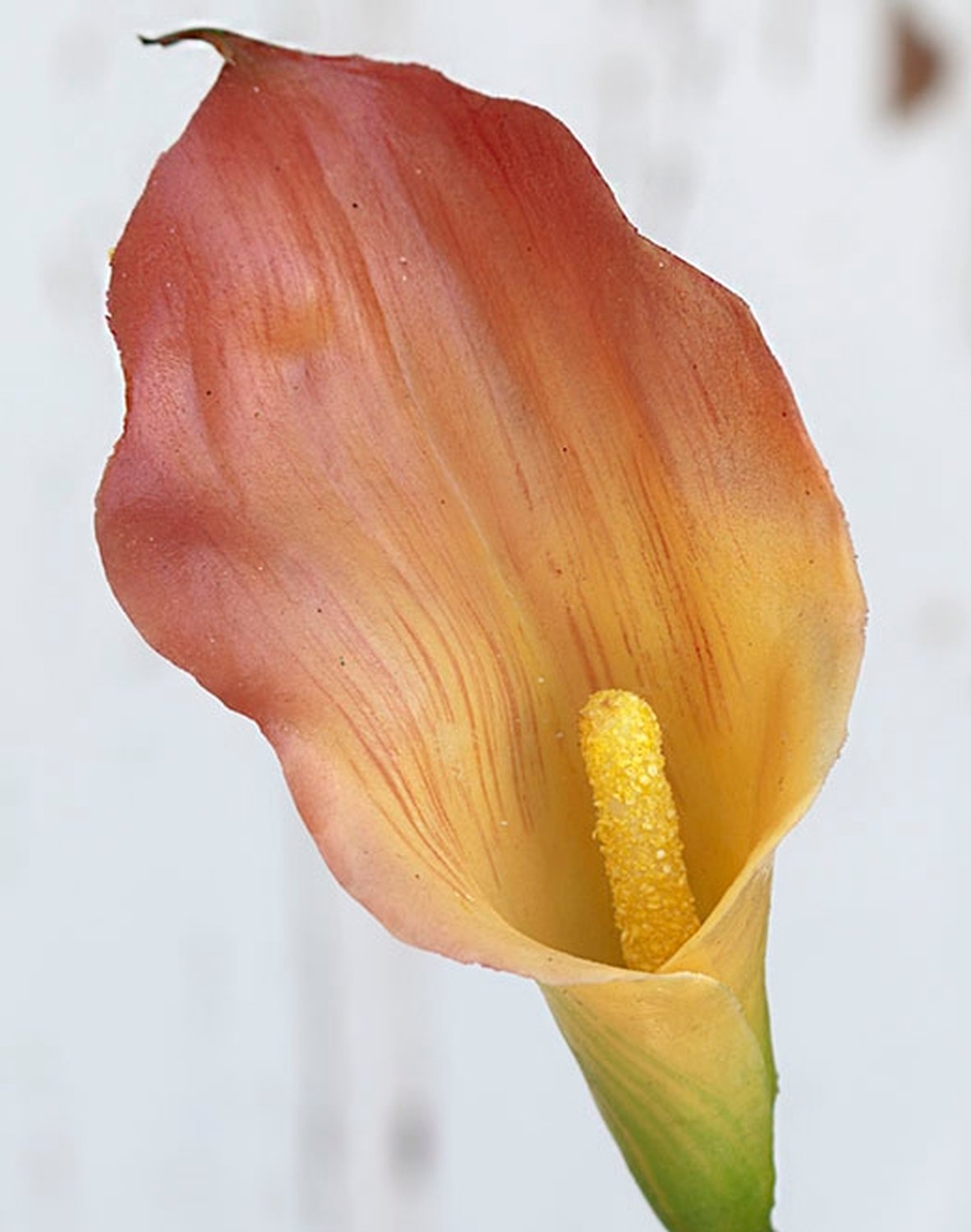 3808 303 a2 Искусственная калла лилия, 54 см, real touch, светло-оранжевый H-andreas 