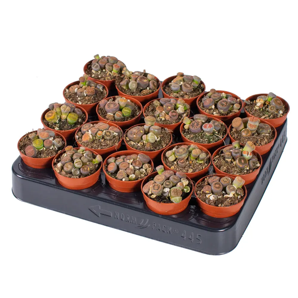 Santreyd Литопс - живой камень с солнечными цветами 85325017 STLM-0061567 - Вид №3