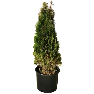 Туя западная Смарагд h120 см - вечнозеленое растение для живых изгородей 84506315