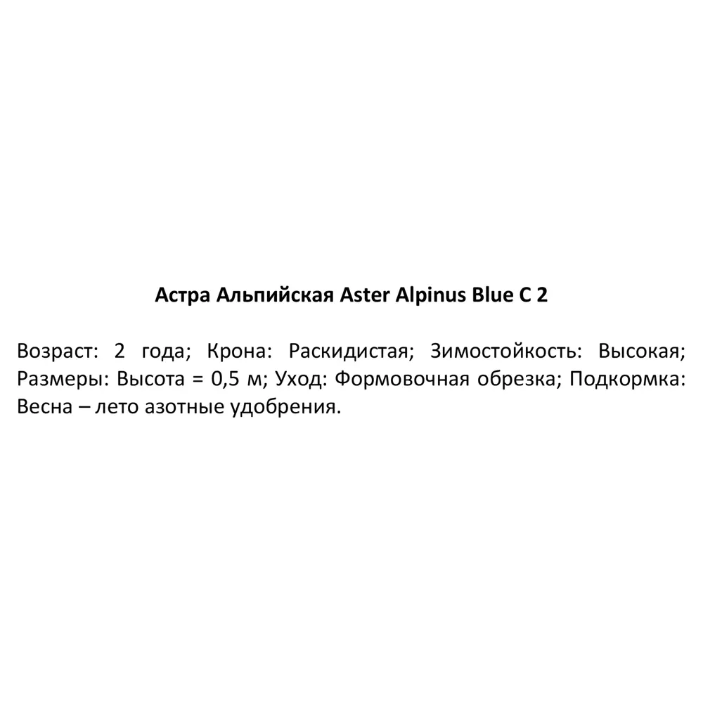 Астра альпийская Блю ø15 h40 см 84832031 STLM-2131250 PLANTMARKET  - Вид №2