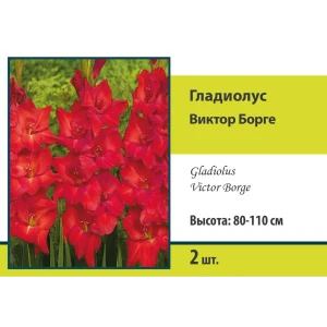 Гладиолус крупноцветковый Виктор Борге, 2 шт 89452207 STLM-2140669