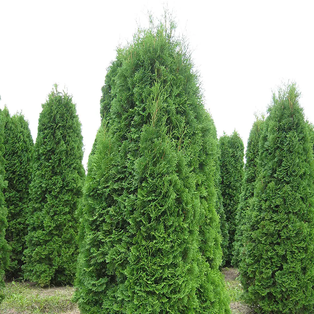 Туя западная Колумна, 100-120x40 см, С10 13579680 STLM-2208360 ГАВРИШ  - Вид №1
