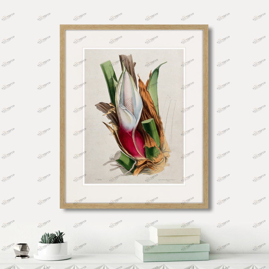 Картина в раме 52х42 см Exotic plants of the world №11, 1815г. КАРТИНЫ В КВАРТИРУ  264351 Зеленый;коричневый;красный;разноцветный 