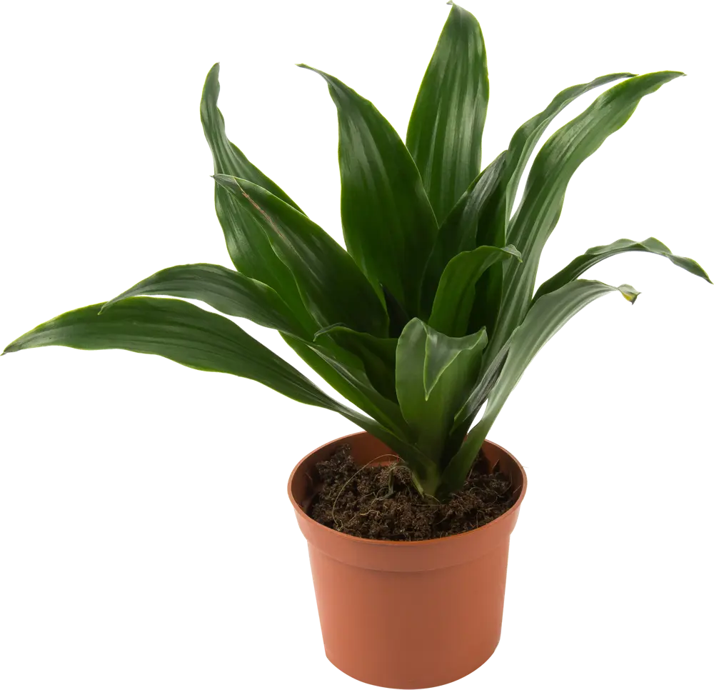 Santreyd Драцена Сюрпрайз — миниатюрное вечнозеленое дерево 82578926