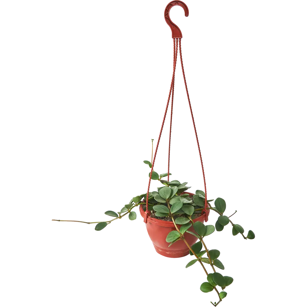 Пеперомия Хоуп Santreyd — изящное комнатное растение с кожистыми листьями 85535965 STLM-0063572