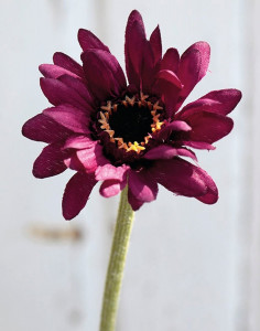 4214 490 a2 Искусственная гербера, 23 см, красно-черный H-andreas