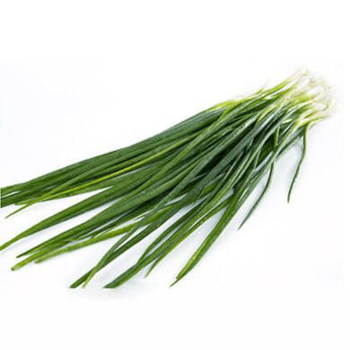 Лук зелёный Santreyd 1869 - Вид №1