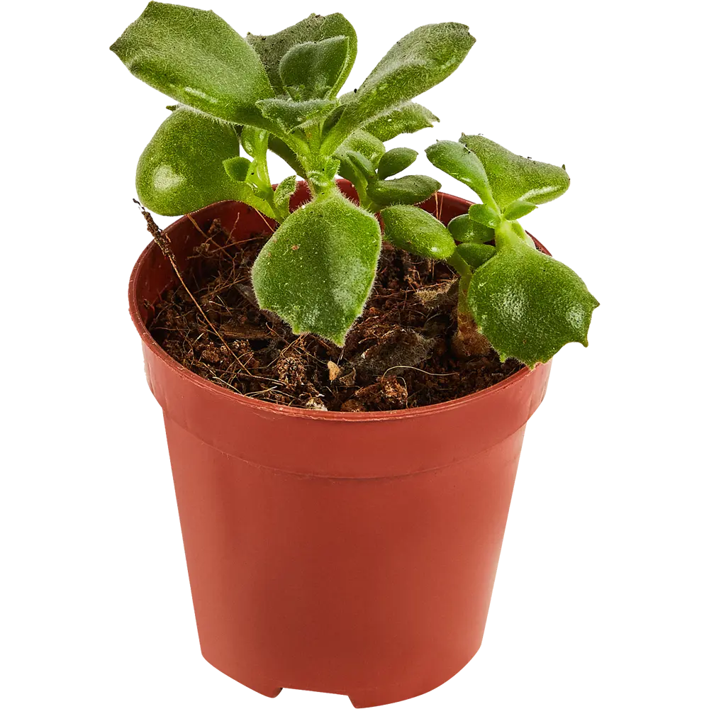 Santreyd Котиледон Леди Смит — изящный суккулент с колокольчатыми цветами 87819706 STLM-0075894