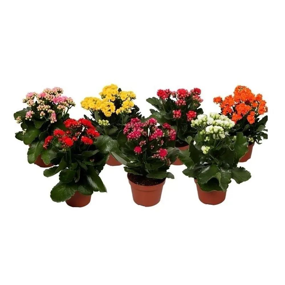 Santreyd Каланхое Дабл Квин Дженетик - цветущее совершенство в горшке 86749975 STLM-1483572 - Вид №1